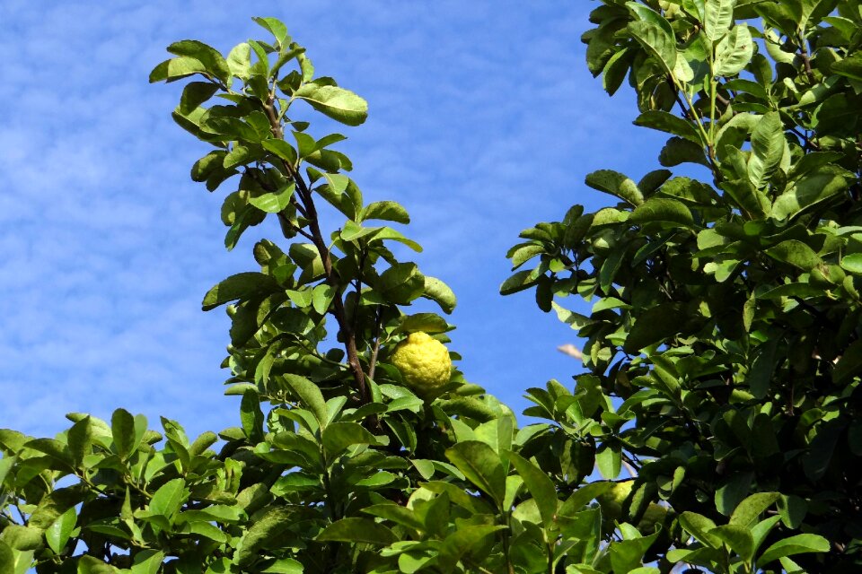 Sour vitamin c tree
