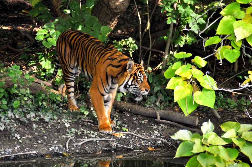 Predator animals dangerous