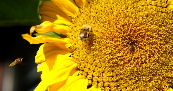 Summer seeds blooming