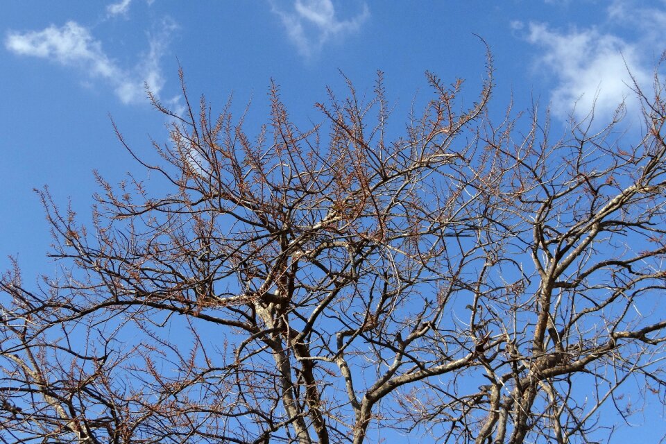 Indian gooseberry tree india