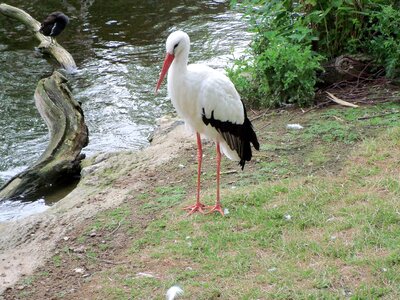 Stork animals nature