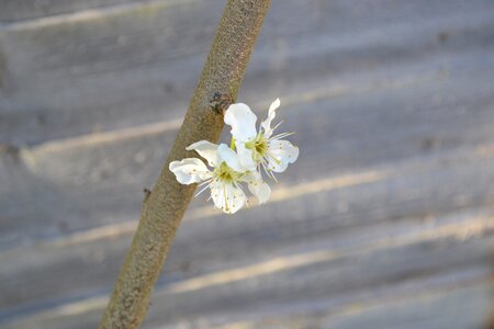 White close-up branch
