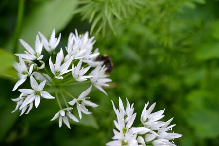 Ransoms allium ursinum broad-leaved garlic