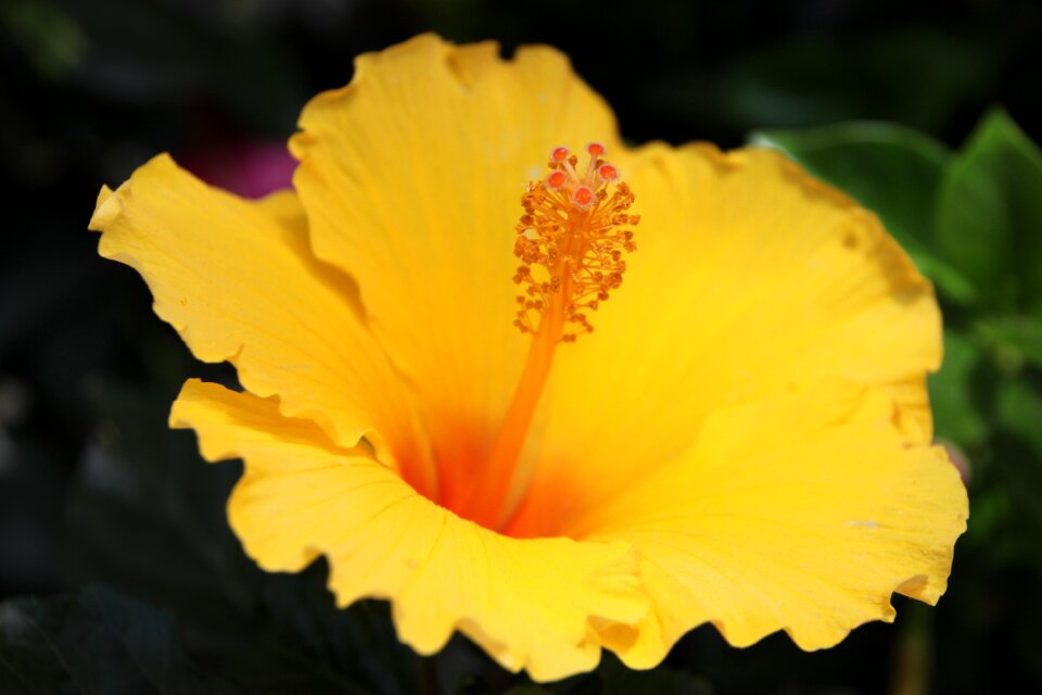 Spring garden petals