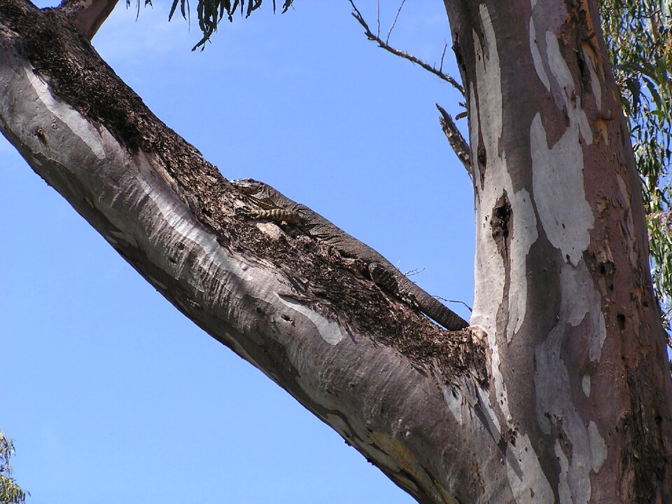 Lizard reptile wildlife