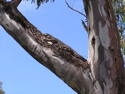 Lizard reptile wildlife