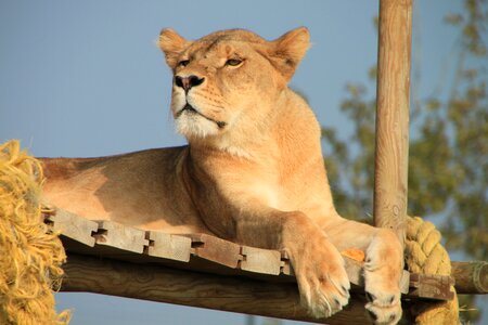 Lioness animal savannah