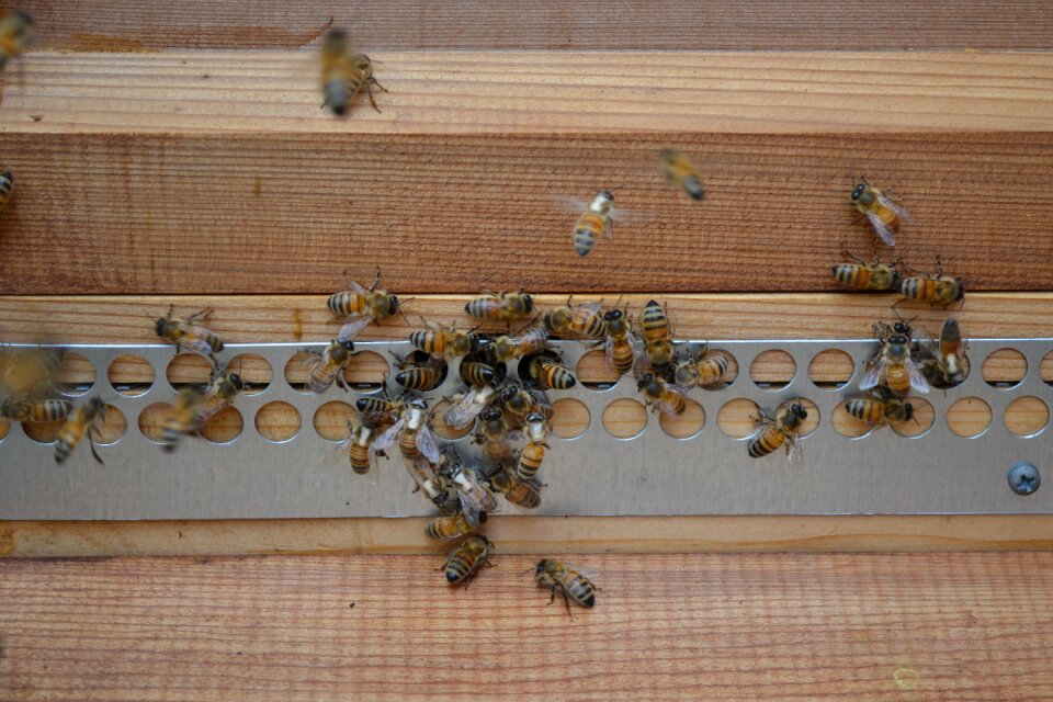 Buckfast bees golden insect