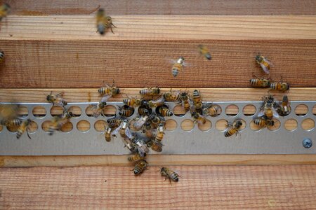 Buckfast bees golden insect