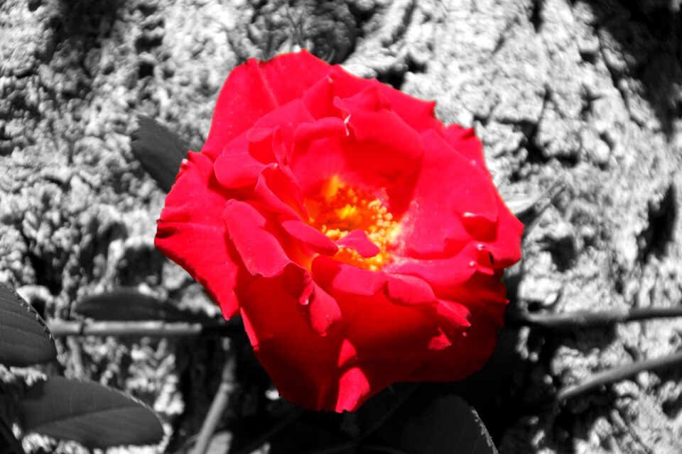 Petals nature spring