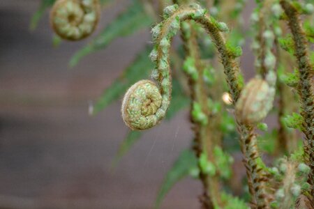 Ferns green feathery photo