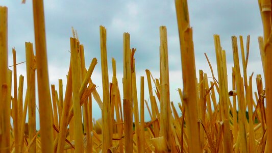 Cereals arable harvest