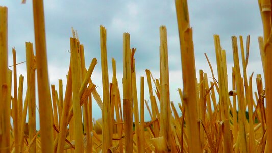 Cereals arable harvest photo