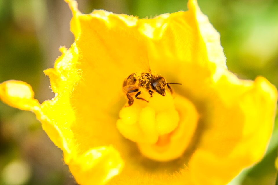 Close up pollination nature