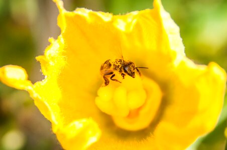 Close up pollination nature photo
