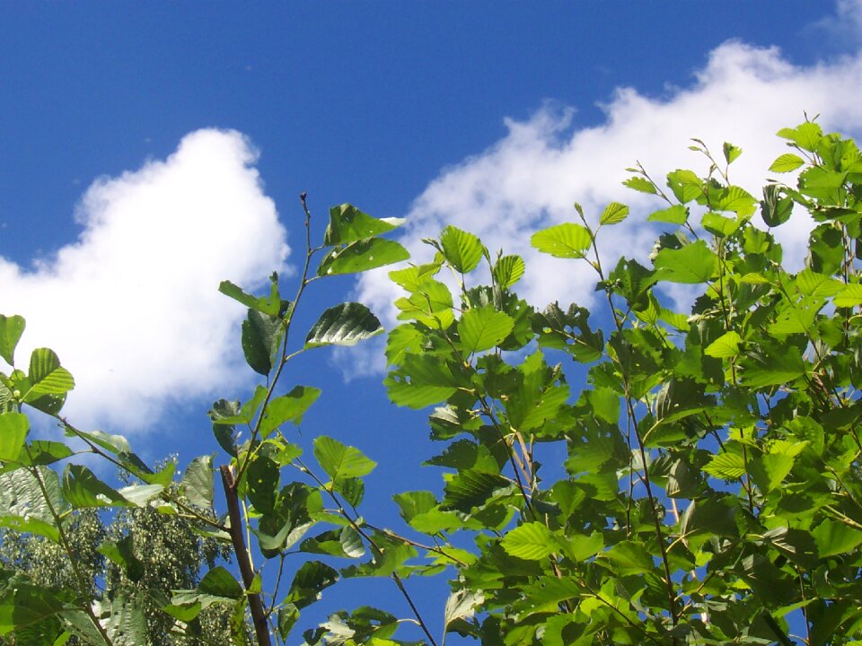 Tree clouds blue sky