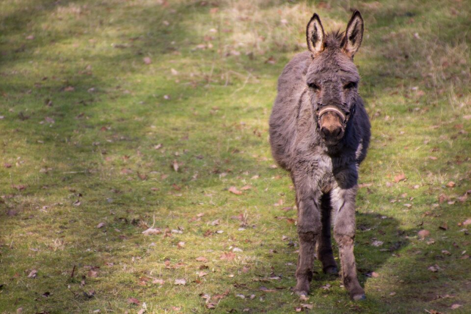 Donkey cuddly meadow brown