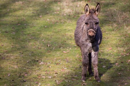 Donkey cuddly meadow brown