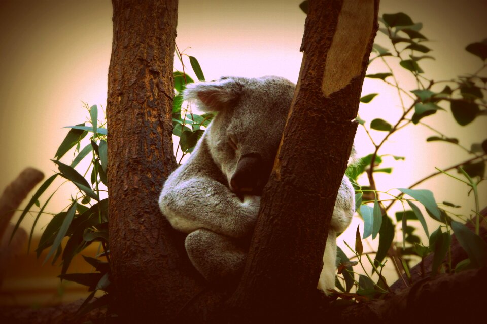 Puppy little bear australia
