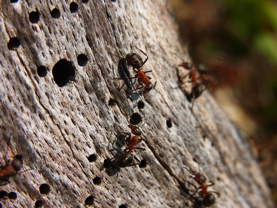 Red wood ant formica rufa forest