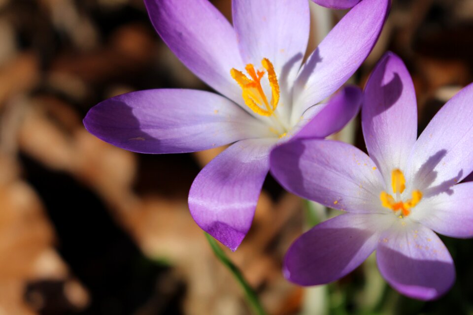 Spring plant macro