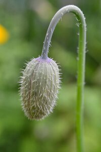 Hairs stem closed head photo