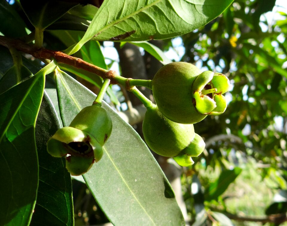 Tree hulikatti india