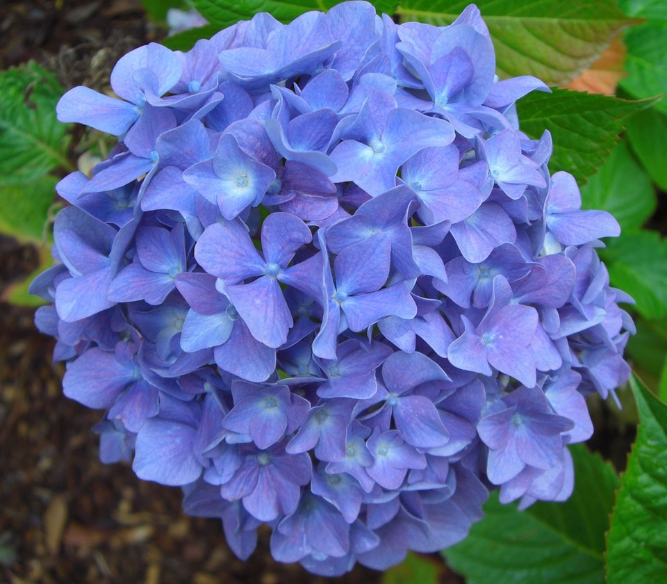 Flower bloom blossom