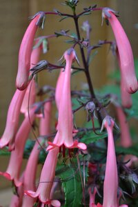 African soldiers flower plant