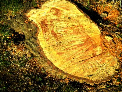Like annual rings sawdust