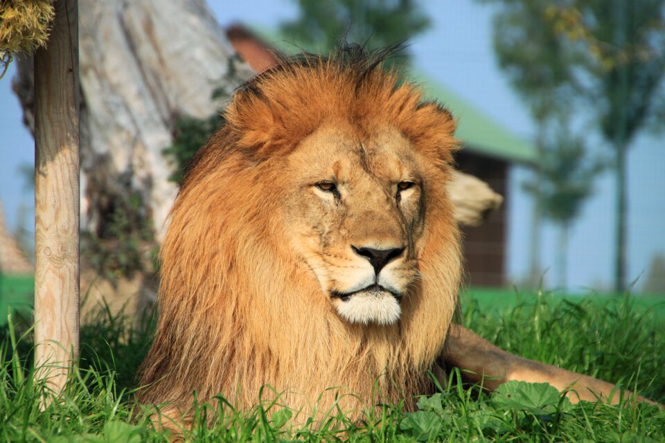 Lion animal savannah