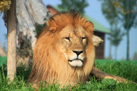 Lion animal savannah