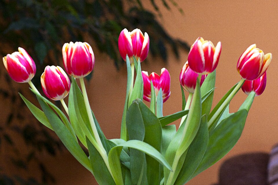 Posy colored beauty