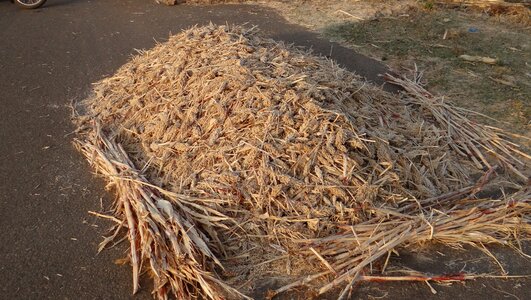Harvested karnataka india
