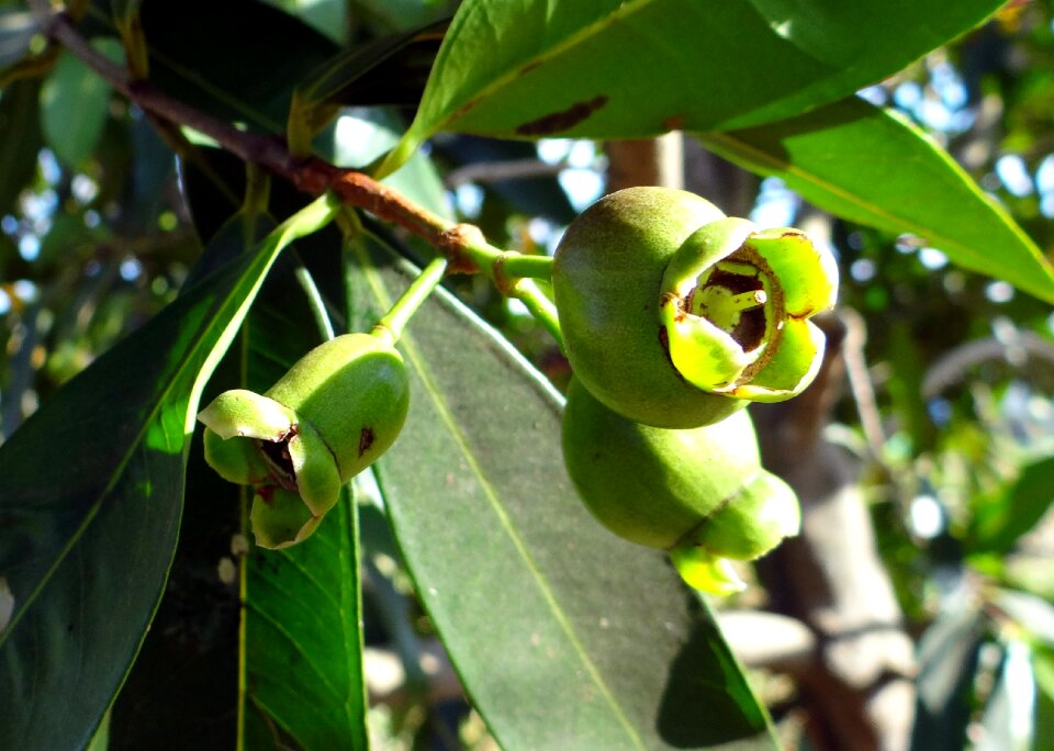 Tree hulikatti india