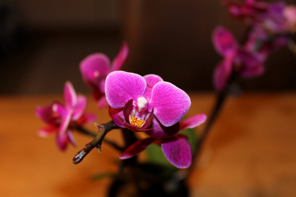 Plant nature houseplant
