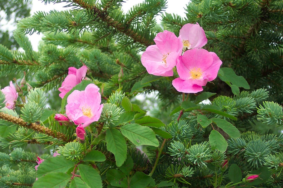 Pine tree background