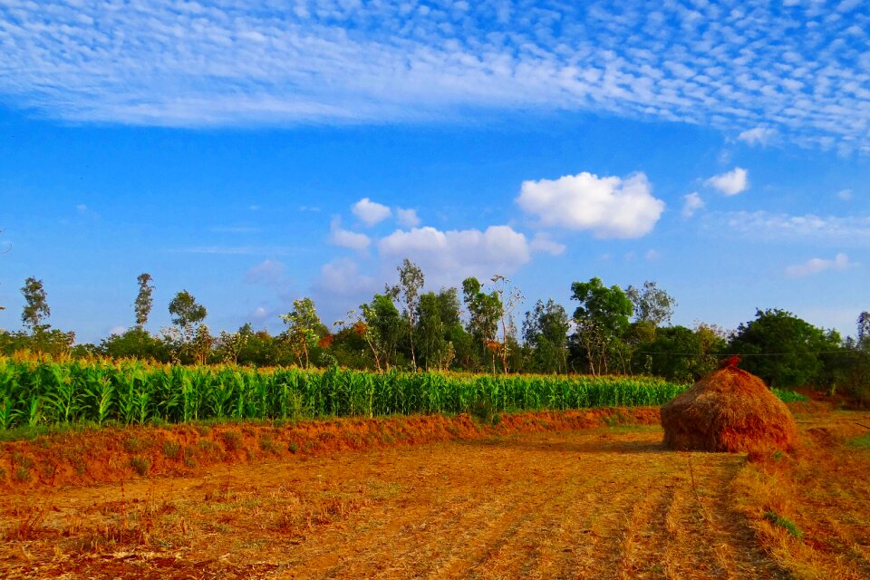 Paddy-stack cultivation agriculture