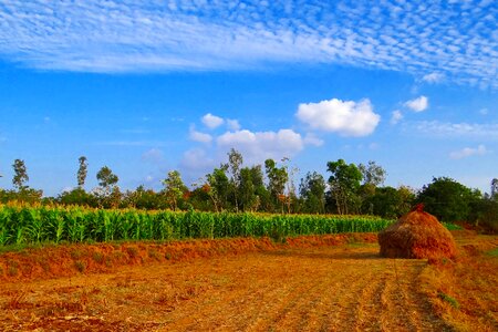 Paddy-stack cultivation agriculture photo