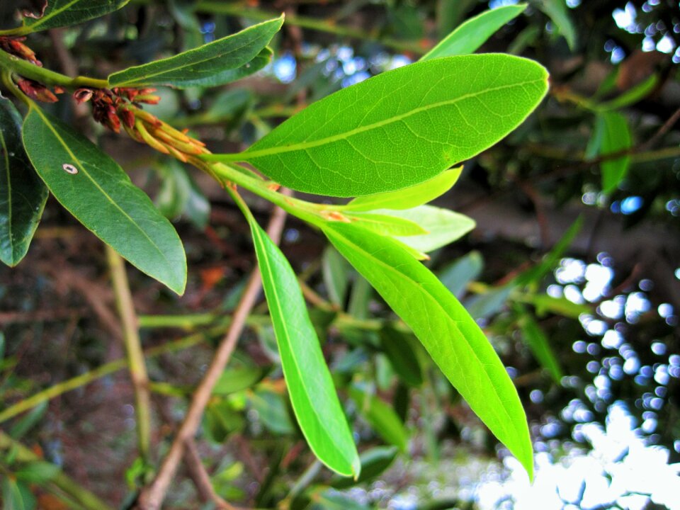 Green light aromatic