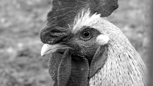 Poultry gockel farm photo