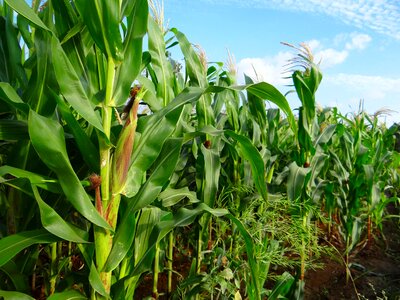 Cultivation agriculture farm
