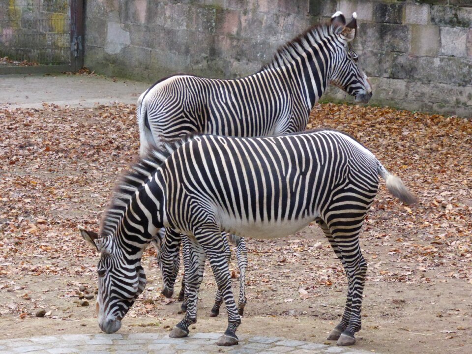 Animal wild animal nature