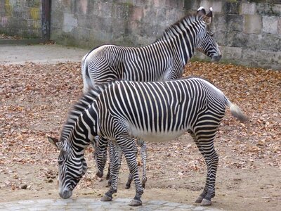Animal wild animal nature