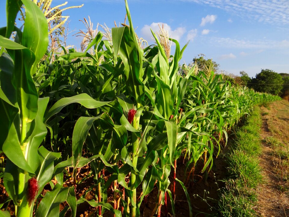 Inflorescence cultivation agriculture