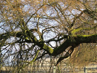 Aesthetic bent branches