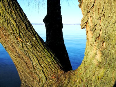 Tree friend lake waters