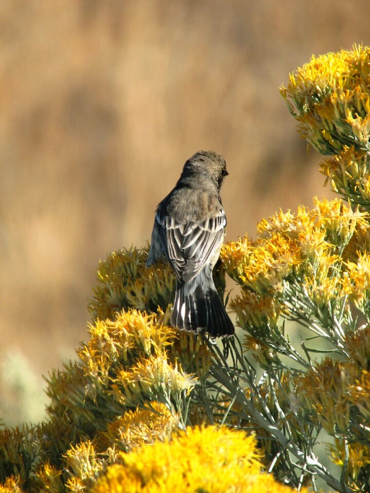 Animal eastern oregon