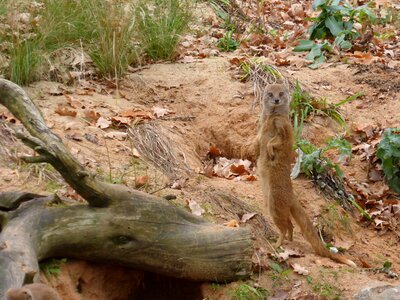 Meerkat animal nature
