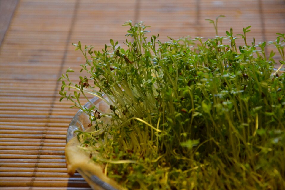 Easter plant kitchen